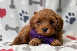 cavapoo puppy for sale