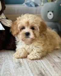 Affectionate Cavapoo Puppies Available