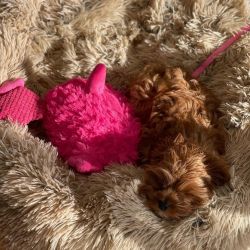 we have good looking Cavapoo puppies for your family'