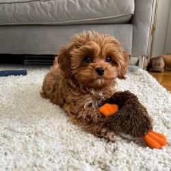 Cavapoo/ Cavodooele Puppies available for adoption