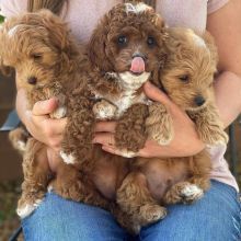 Cavapoo Puppies Available For Adoption