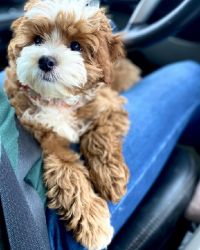 Available Lovely Cavapoo Puppies