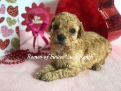 Cavapoo Puppies: We have two litters!