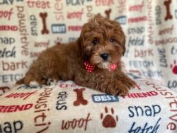 Conway-male cavapoo