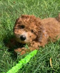 Adorable 8 month old male Cavapoo FORSALE