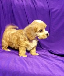 Beautiful Cavapoo puppies For Sale