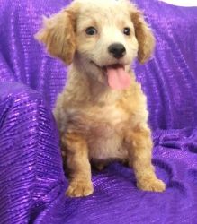 Affectionate Cavapoo Puppies For Sale
