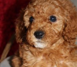 Red Cavapoo Puppies Fully Dna Tested Parents