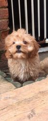 cute cavapoo puppies for sale