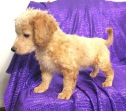 Well trained Cavapoo Puppies For Sale