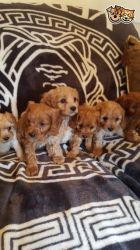 Stunning Cavapoo Puppies for sale