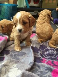 Super Cute Cavapoo Puppies For Sale