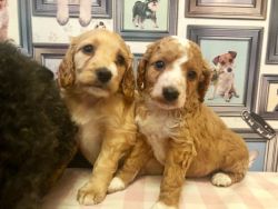 Beautiful Cavapoos Puppies for sale