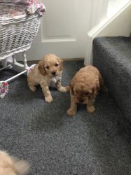 Outstanding Quality Red Miniature Cavapoo Puppies