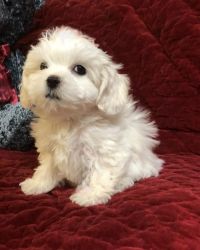 Boys and girls Cavapoo puppies for sale.