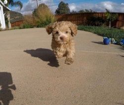 Healthy Cavapoo puppies available