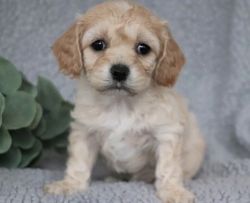 Adorable Pint Sized Cavapoo Puppies