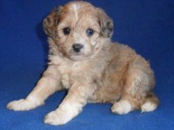 little fluffy cute and playful Cavapoo puppies