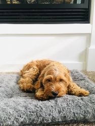 Red-Brown Cavapoo Puppy