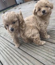 Fluffy cavapoo puppies