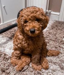 Male and Female Cavapoo puppies