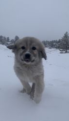 Colorado mountain dog puppies for sale.
