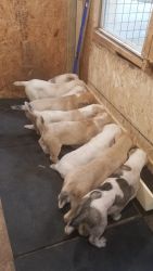 puppies for sell