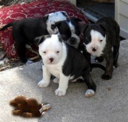 Amazing Cesky terrier puppies