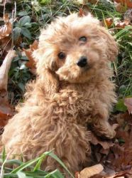 Cesky Terrier Puppies for sale
