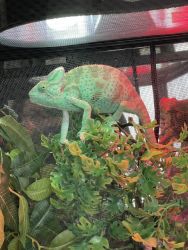 18 month female veiled chameleon
