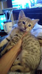 F3 Chausie/Savannah kittens for sale