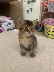 Chausie kittens for sale