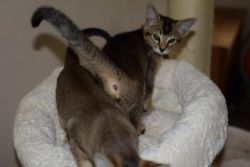 F5a Chausie Kittens Tica Registered