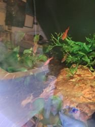 Cherry barbs for sale, in need or new home asap
