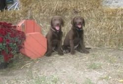 Chesapeake Bay Retriever puppies for homes