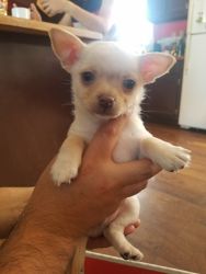 Sweet little Pomchi puppy