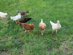 Bantam Chickens Roos&Hens