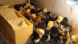 Chicks Assorted Breeds