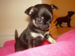 KCI Registered B Chihuahua ull dog puppies for sale through all over i