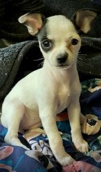 7 purebred Chihuahua puppies