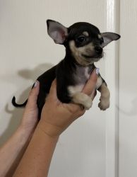 Chihuahua pomchi tiny toy