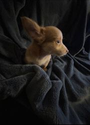 T-Cup Chihuahua Puppies