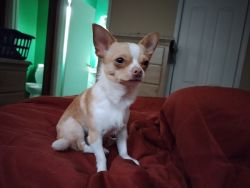 Male Chihuahua for sale