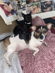 3 quarter chihuahua and 1 quarter rat terrier puppies for sale