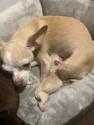 Selling one of my Puppy Chihuahua