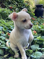 Two small chihuahua puppies for sale