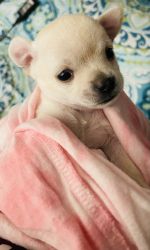 White Male Chihuahua Puppy Teacup
