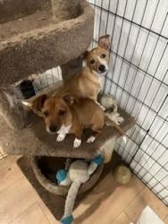 Sacramento Chihuahua puppies