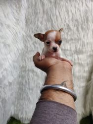 Trust Kennel Offers Chihuahua Puppies For Sale Delhi