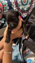 Chihuahua/maltipoo Puppies